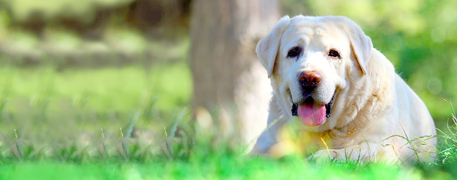Dog Names That Start With Ha Popular Male And Female Names Wag 